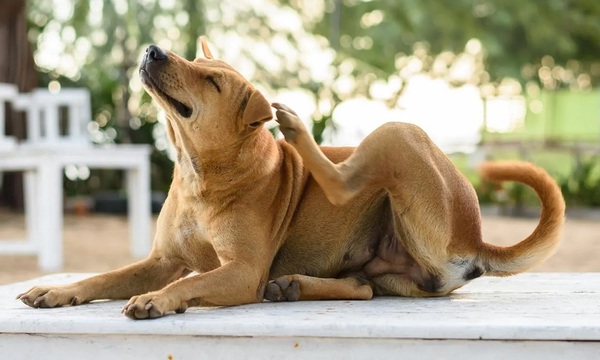Las mascotas y la piel | Telefuturo