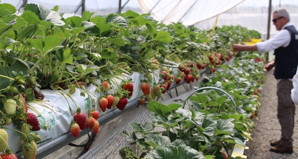 Profesionales mejoran prácticas para producción sustentable de frutillas