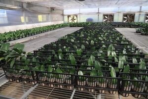 Productores de Caacupé utilizan tecnología para lograr orquídeas de excelente calidad - Nacionales - ABC Color
