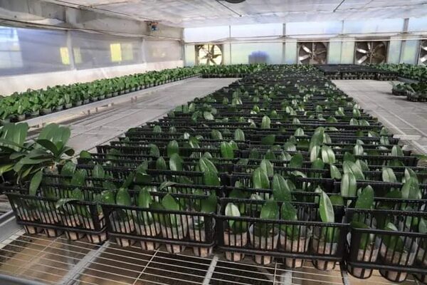 Productores de Caacupé utilizan tecnología para lograr orquídeas de excelente calidad - Nacionales - ABC Color