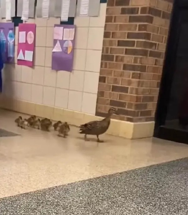 VIRAL: Mamá pato desfila con sus patitos en una escuela
