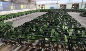 Productores utilizan tecnología para lograr orquídeas de excelente calidad en Caacupé - OviedoPress