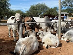 Expo Neuland 2023: realizan juzgamiento de razas de animales en el segundo día de la muestra  - Noticias del Chaco - ABC Color