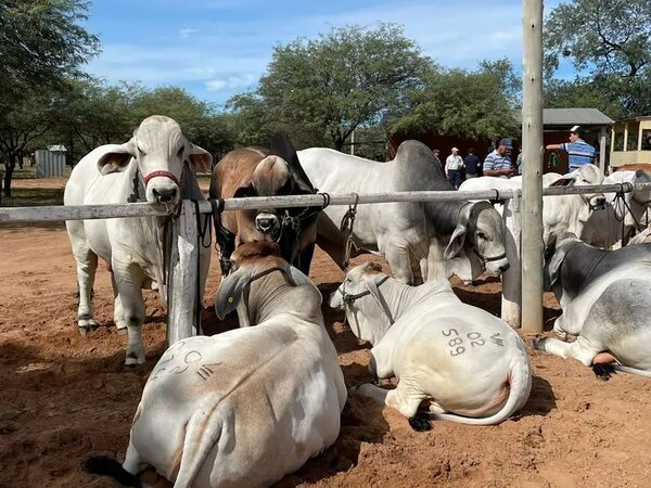 Expo Neuland 2023: realizan juzgamiento de razas de animales en el segundo día de la muestra - Noticias del Chaco - ABC Color