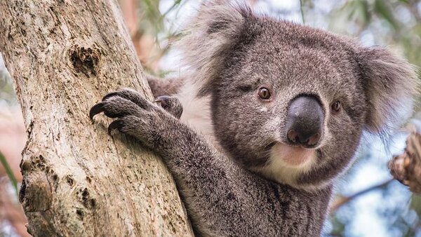 Científicos australianos tratan de salvar de la clamidia a los koalas