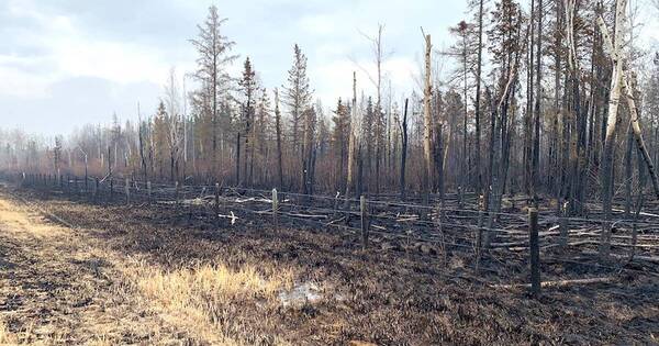La Nación / Incendios en Canadá se atenúan