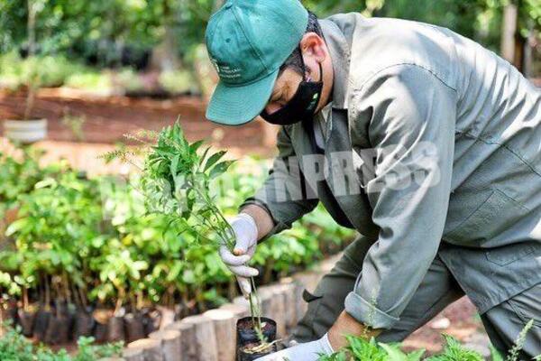 Huerto medicinal de ITAIPU produjo más de 7.000 plantines y 1.700 sobres en abril – Diario TNPRESS