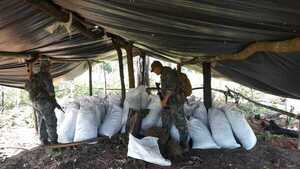 Senad saca de circulación 30 toneladas de marihuana de Amambay