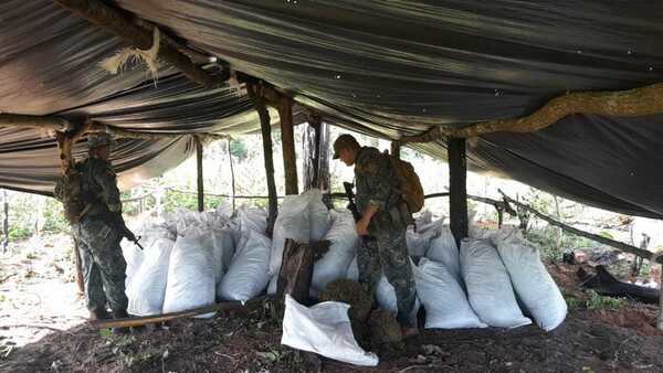 Senad saca de circulación 30 toneladas de marihuana de Amambay