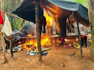 Diario HOY | Operativo en Amambay permitió anular narcocampamentos y 30 toneladas de marihuana