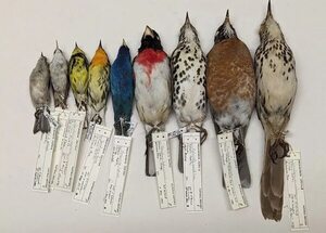 Las aves más pequeñas cambian más deprisa en un mundo que se calienta - Ciencia - ABC Color