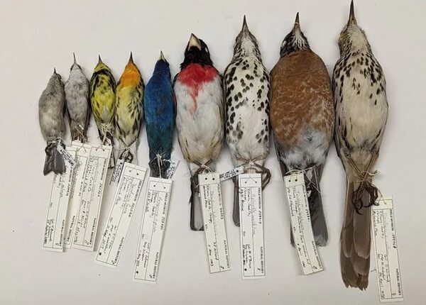 Las aves más pequeñas cambian más deprisa en un mundo que se calienta - Ciencia - ABC Color