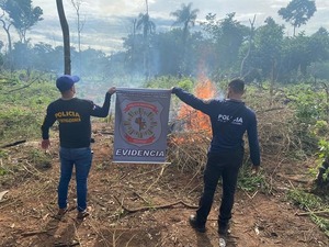 DESTRUYEN 5 HECTÁREAS DE MARIHUANA EN LIMA SAN PEDRO. - La Voz del Norte
