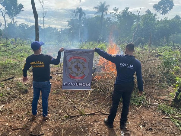 DESTRUYEN 5 HECTÁREAS DE MARIHUANA EN LIMA SAN PEDRO. - La Voz del Norte
