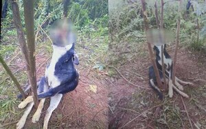 Matan cruelmente a una perrita en Caaguazú – Prensa 5