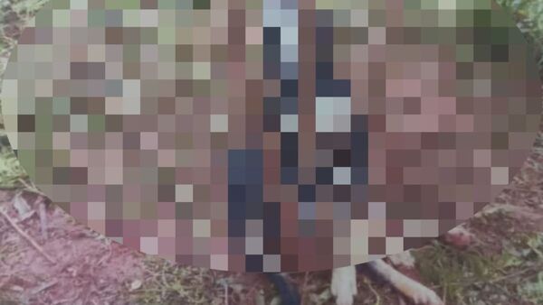 ¡Terrible! Matan a una perrita y le meten un palo en la boca