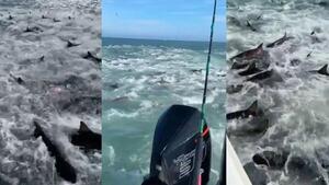 Decenas de tiburones hambrientos rodean a pescadores