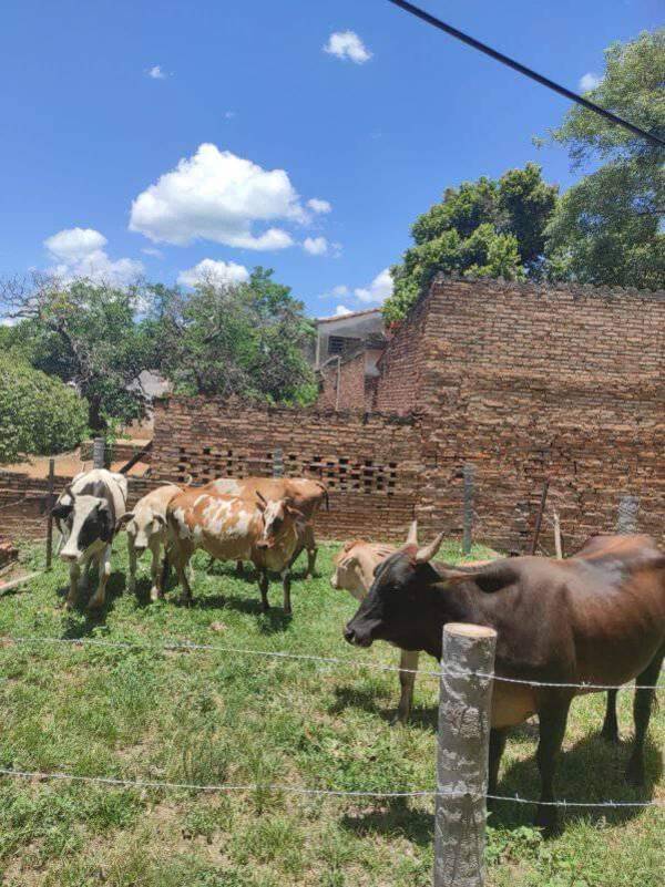 [VIDEO] “Chespis cuatreros” causan zozobra y perjuicio en el campo
