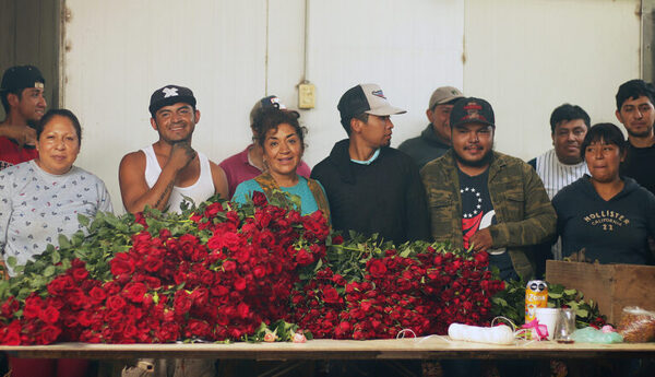 "El Organal", el hogar de millones de rosas del Día de las Madres en México - MarketData