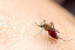 Aninati: es cuestión de semanas para que el virus del Mayaro ingrese al país, he'i