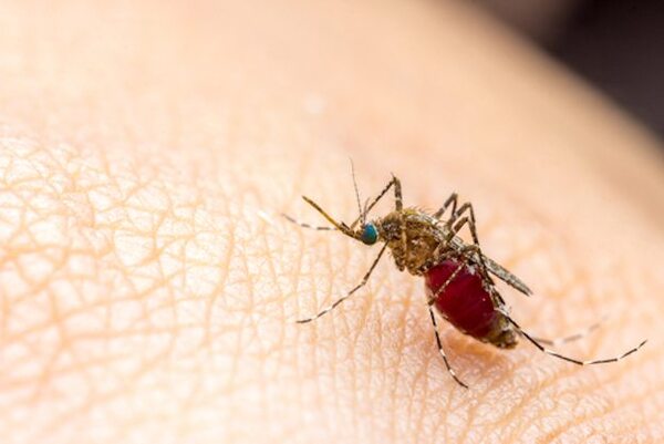 Aninati: es cuestión de semanas para que el virus del Mayaro ingrese al país, he'i
