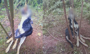 Matan salvajemente a una perrita en Caaguazú - OviedoPress
