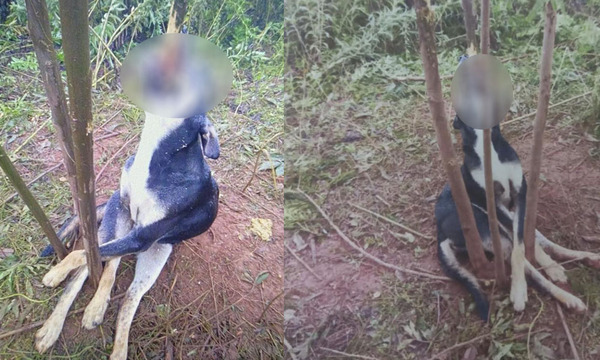 Matan salvajemente a una perrita en Caaguazú - OviedoPress