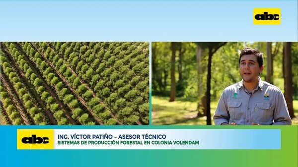 Video: Volendam muestra diversos sistemas de producción forestal - ABC Rural - ABC Color