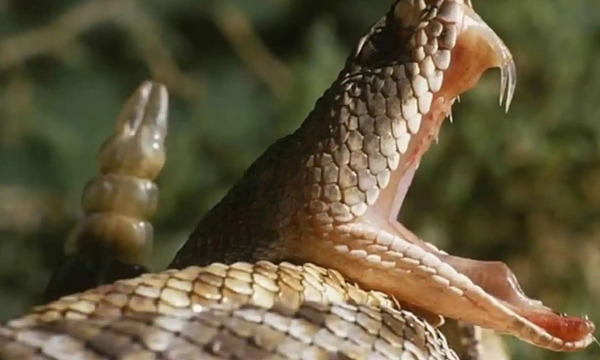 Joven de 18 años fue mordido por una serpiente en Yvy Pytã, Canindeyú - OviedoPress