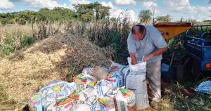 La Nación / Productores triplican producción de maíz en Caaguazú mediante aplicación de tecnologías