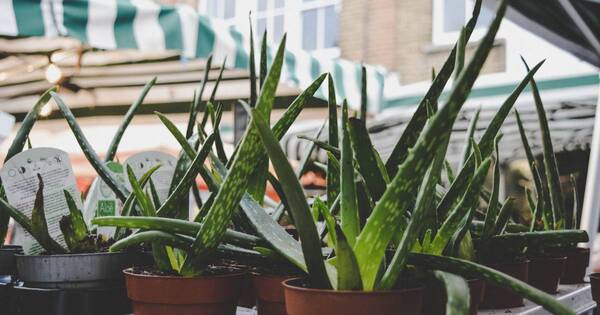 La Nación / Las cinco plantas que ayudan a aliviar el estrés