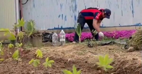 La Nación / Nostalgia por el terruño llevó a paraguayos a cultivar mandioca en Japón, pese al clima frío