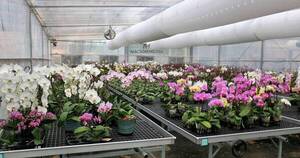 La Nación / Floricultura del Paraguay firmará convenio con el MAG para promover cultivo y exportación