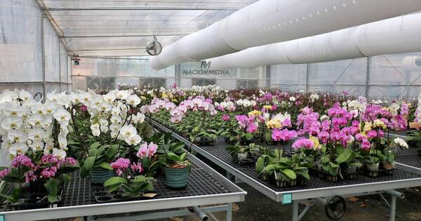 La Nación / Floricultura del Paraguay firmará convenio con el MAG para promover cultivo y exportación