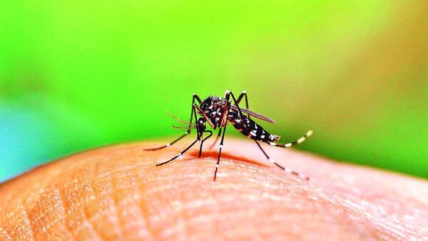 Alertan sobre posible nueva epidemia de dengue en América