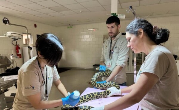 Serpientes reciben chequeo anual y muestran buen estado de salud