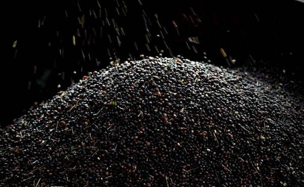 Las exportaciones de café brasileño caen un 10,3 % en abril - MarketData