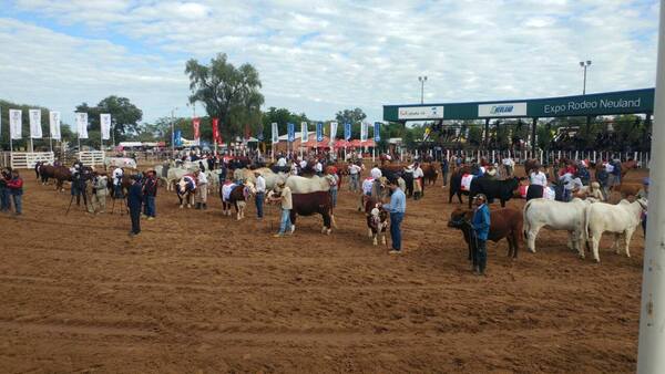 Se llega la Expo Rodeo Neuland, el evento que muestra la fortaleza del Chaco