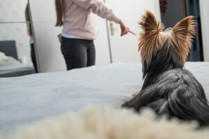¿Por qué hay perros que reaccionan cuando su dueño tiene sexo? - Mascotas - ABC Color