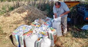 Excelentes resultados productivos en las fincas de Caaguazú con aplicación de tecnologías de producción