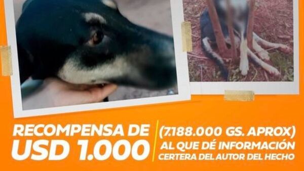 Por miedo a "asesino de perros" meten a mascotas en la pieza