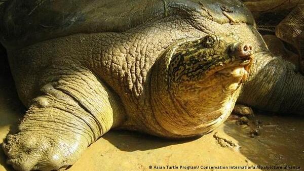 ¿Fin de una especie? hallan muerta la última hembra de tortuga gigante del Yangtsé