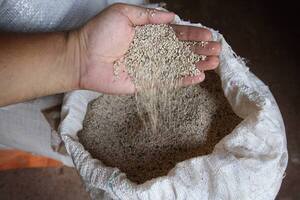 Sesameros estarán presentes en feria internacional de alimentos en Taiwán - trece
