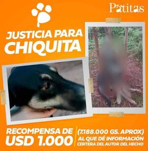 Ofrecen 1.000 dólares por información sobre el "asesino de perros" de Caaguazú