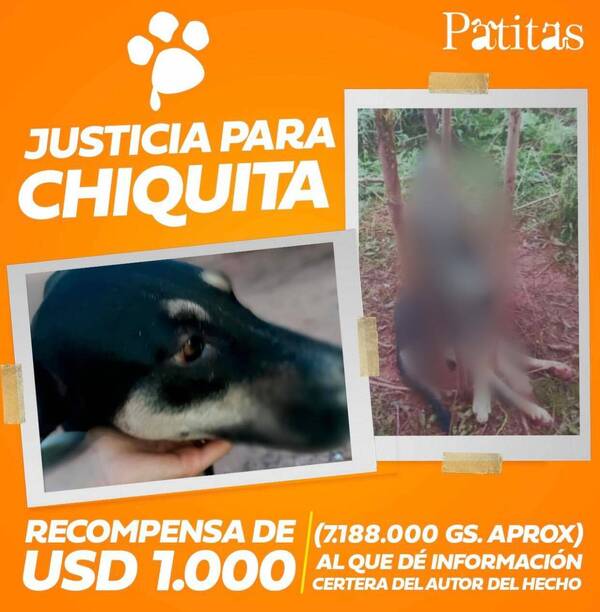 Ofrecen 1.000 dólares por información sobre el "asesino de perros" de Caaguazú