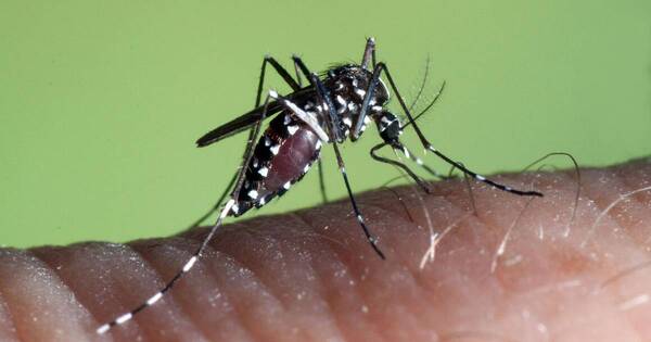La Nación / Virus mayaro: prevén que en cuestión de semanas llegue a Paraguay