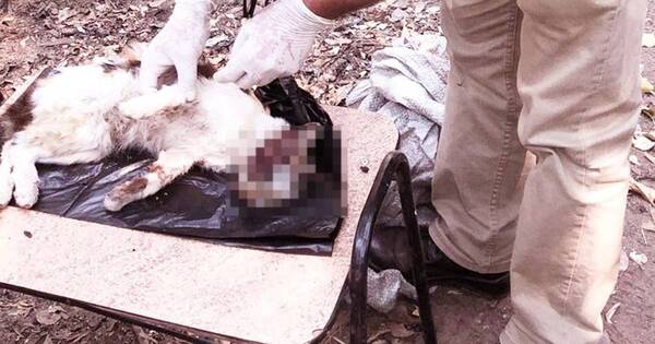 La Nación / Justicia para Tosta: Defensa Animal celebra castigo a maltratadores de animales