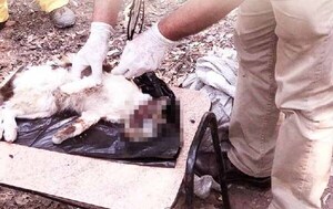 Justicia para Tosta: Defensa Animal celebra castigo a maltratadores de animales – Prensa 5
