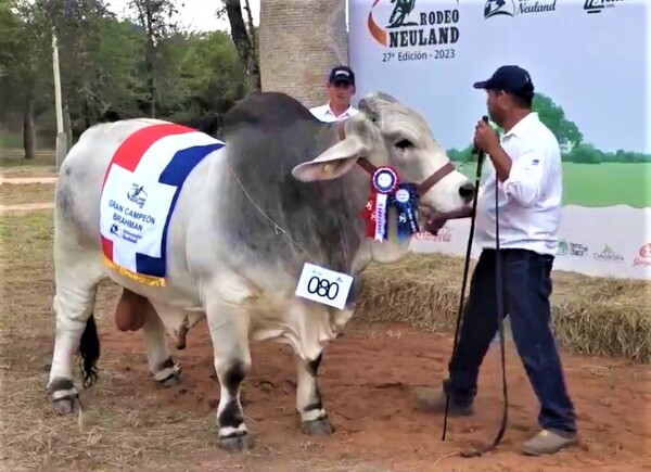 Expo Rodeo Neuland ha logrado presentar jornadas exitosas de juzgamientos de ganado en su edición N°27