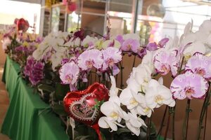 Más de 80 especies de orquídeas en feria realizada en Caacupé - Nacionales - ABC Color